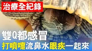 烏龜感冒了！打噴嚏、流鼻水、眼疾🐢治療很簡單💖|【雙Q烏龜成長日記】