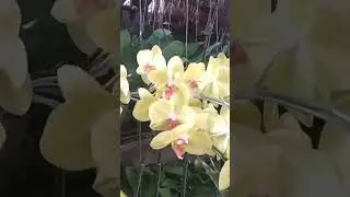Anggrek Bulan Kuning melambangkan Cinta kasih yang tulus..