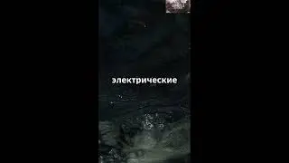 Утконос Самое странное животное в мире #shorts