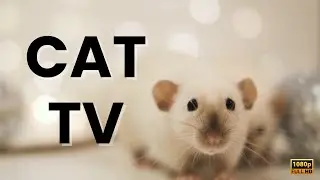 Cat TV - Cats Entertainment 😻📺 | Rats Exploring 🐀 | High Definition