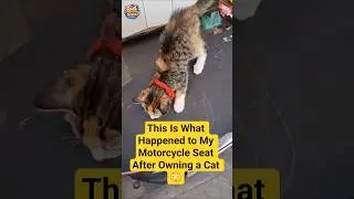 This Is What Happened to My Motorcycle Seat After Owning a Cat 😳 #meowsnack #catshorts #waitforit