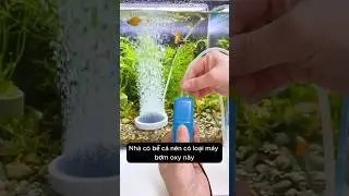 Nhỏ gọn, mạnh mẽ m&aacute;y tạo oxy 2 đầu thổi cho bể c&aacute; #aquarium #youtubeshorts