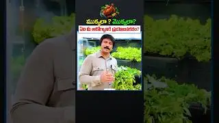 ముక్కలా? మొక్కలా? For Better Health