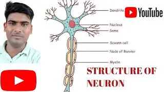 Nervous system || Neuron || Class-9 & 10 || TET ,CTET AND OTHER EXAM