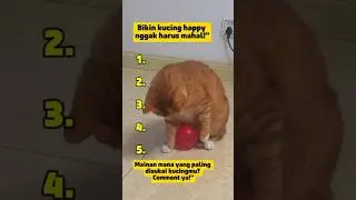 5 Mainan Murah yang Disukai Kucing