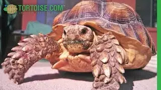 Sulcata Tortoise with Metabolic Bone Disease