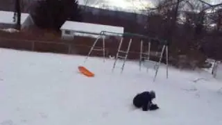 WhoMagoo learning to sled