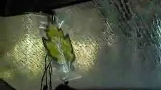 Car Wash Winnipeg - Demented Maple Leaf Fan