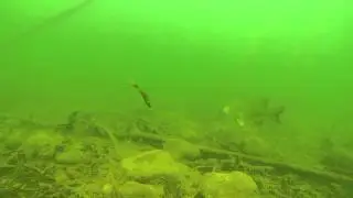 YUM Wooly Bug bass fish strike!