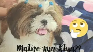 Chio ko kyun padi daant 😮😮 #dog#pets#dailyvlog#chiokifamily#familyvlog#cute#vlog#doglife#petlover 
