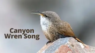 Canyon Wren Song
