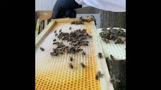 Drawing Honeycomb