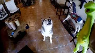 Gohan Finally Howling?!