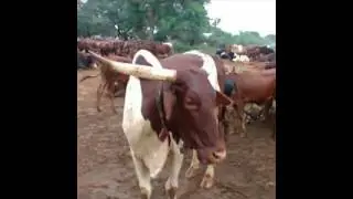 القمر بضوى ان شن بلانى بالنجوم
