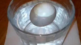 Water Egg Candling, Float Test, Checking Hatching Eggs For Life Inside