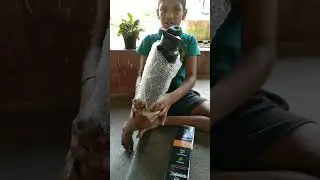 Unboxing New Steel Water Bottle #shorts