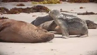 Worst Animal Parents In The World