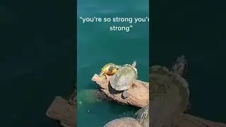 turtles fighting over a log