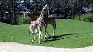 Safari Zoo Torino
