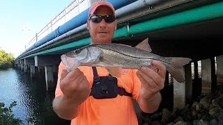 Florida Snook Under Bridge with Rapala X Rap Jerkbait in February