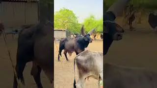 #kankrej #trending #viral #bulls #bull #viralvideo #shortvideo #cow  #shorts #video