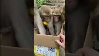 Monkeys Grabbing Food From Box