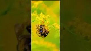How to Create a Bee-Friendly Garden #naturalwalks #natural #bees