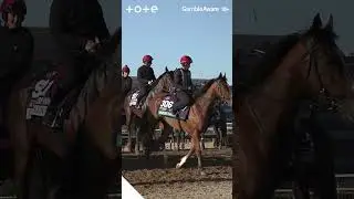 REBEL'S ROMANCE or MINNIE HAWK | 2025 Breeders' Cup Turf preview with Andrew Brown