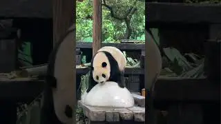 The panda swiftly climbed onto the ice block, moving so fast and super cute! #panda #cute