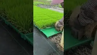 Rice Seedling Preparation: A Nursery View