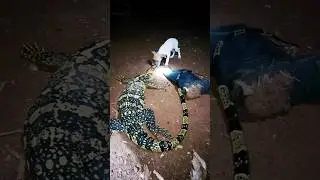 WE CAUGHT A MONITOR LIZARD #BUSHCRAFT #monitorlizard #chicken #cooking