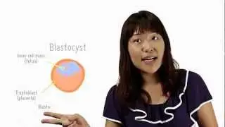 Embryonic Stem Cells