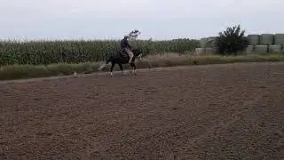 GP The Cowboy Gun Ranch Rail Pleasure APHA Pac E World Show