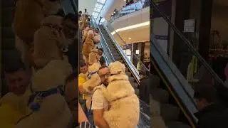 Multiple Golden Retrievers Carried by Owners Down an Escalator