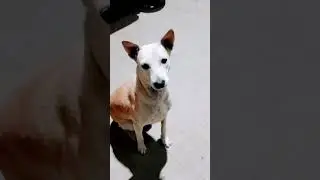 kombai#🔥🔥🔥#shortvideo #நாட்டு டாக்#safety dog