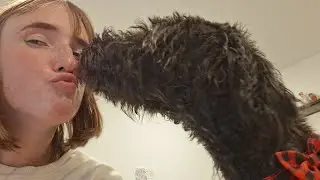 VLOGMAS(ISH) DAY 6 || FUNNY DOGS, MORNING SELF CARE, FUN CHRISTMAS DECOR & REPTILE KEEPER TIPS 