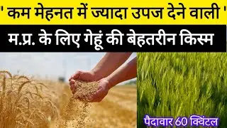Best wheat variety for Madhya Pradesh | JW 3465 Wheat Variety |