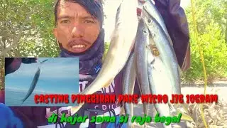 Nemu sarang barracuda one cast one strike!!!||casting pinggiran