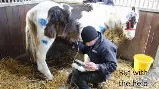 HorseWorld - Buddy's story