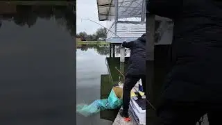 27.10.2024 Koi food for 1.5 hours 6 carp #herabuna #tanago #herabunafishingua