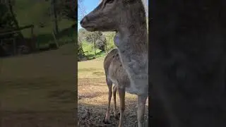 Олень облизывает линзу во время записи видео!