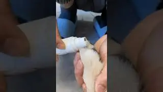 vid17