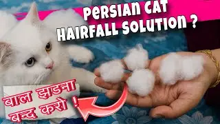 Persian Cats ke Baal Zyada Kyun Jhadte Hain? | Hair Fall Reason & Solution | Complete Guide In Hindi