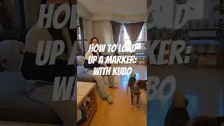How to load up a marker, with Kubo. in depth video coming soon ♡ #dogtraining #shibainu #puppytips