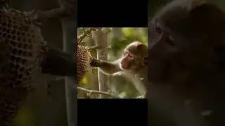 HILARIOUS! Monkey vs Beehive &mdash; Series #33 🐒🐝💥 | Curiosity Never Ends!