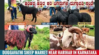 Duggavathi Black Sheep Market near Harihara in Karnataka | Black Rams Livestock Market in Karnataka