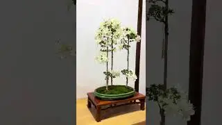 Beautiful Japanese Azalea bonsai
