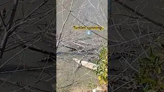 Turtles Sunning Themselves & Snowflake!