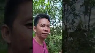 Harvest ng mga nyu ganito lang sempli tingnan pero pwedi kang maaksidinti