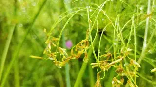 Thalia geniculata, Sagittaria lancifolia, Melastoma malabathricum, in the Rain, by the Pond